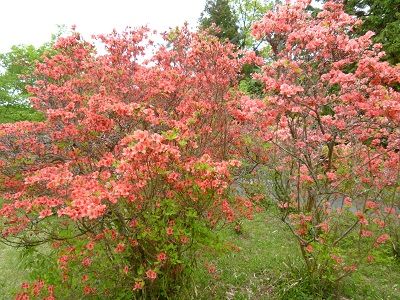 余野公園 つつじ1