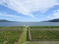 陸前高田 松植林
