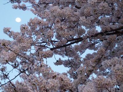 桜と月