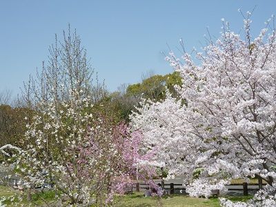桜2 白とピンク