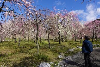 ���ʤ����ӣ�