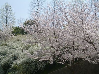 桜とユキヤナギ