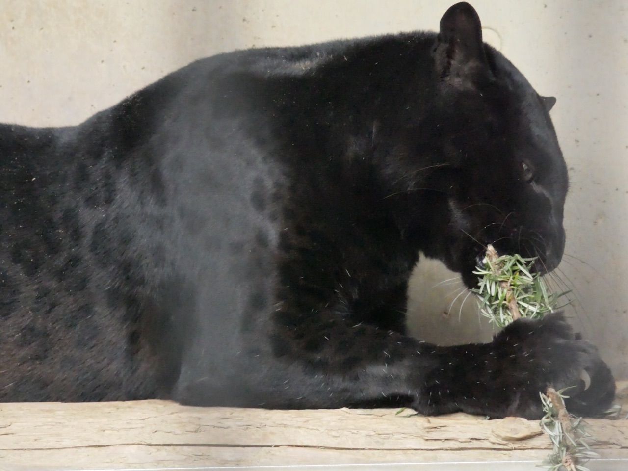 エッ クロヒョウもヒョウ柄ってホント エッ 動物の ってホント エッ クロヒョウもヒョウ柄ってホント エッ 動物の ってホント