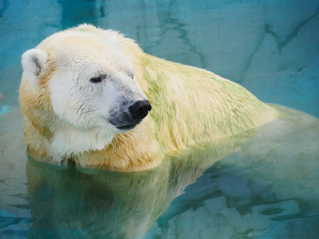 エッ シロクマは白くないってホント エッ 動物の ってホント