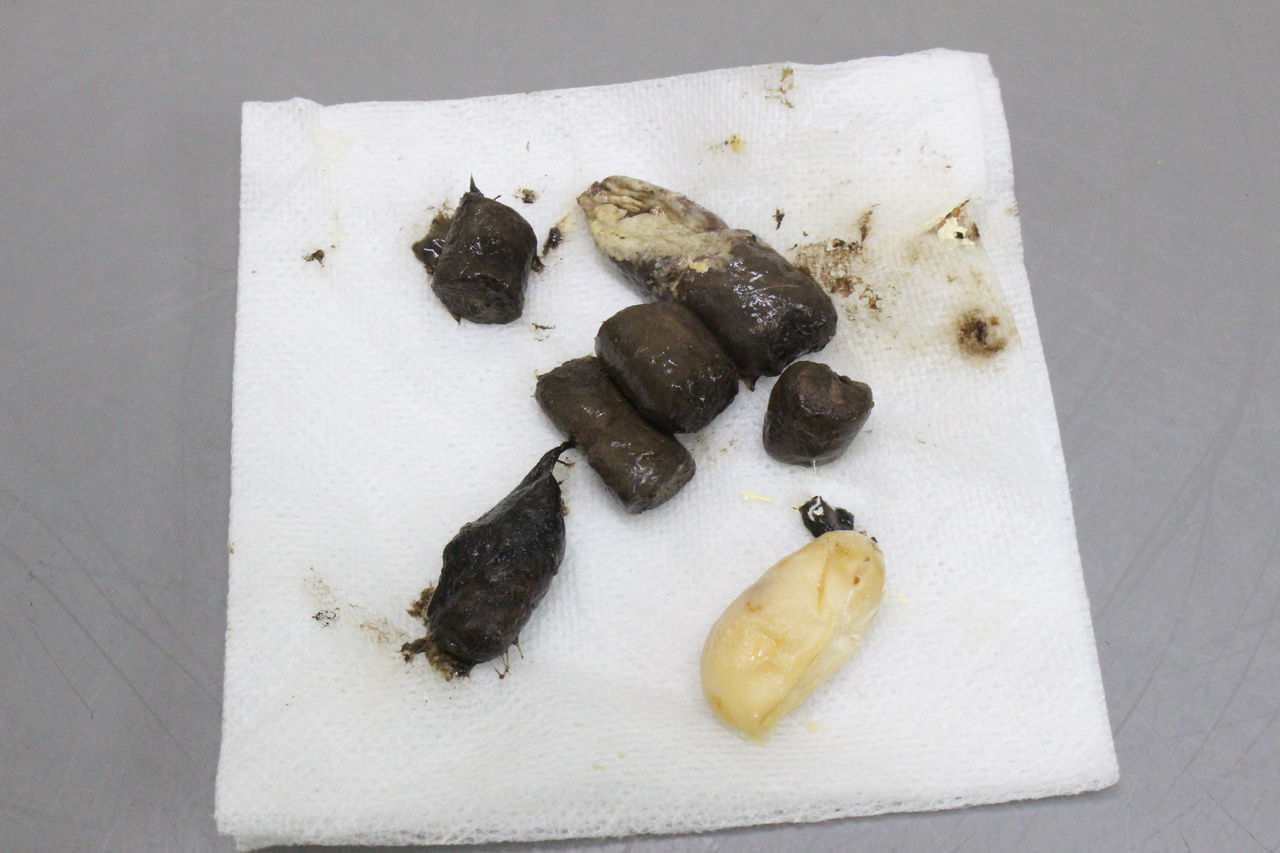 ヘビの繁殖 スノーモトレー アルビノヘテロアネリモトレー てきとう自然観察記録