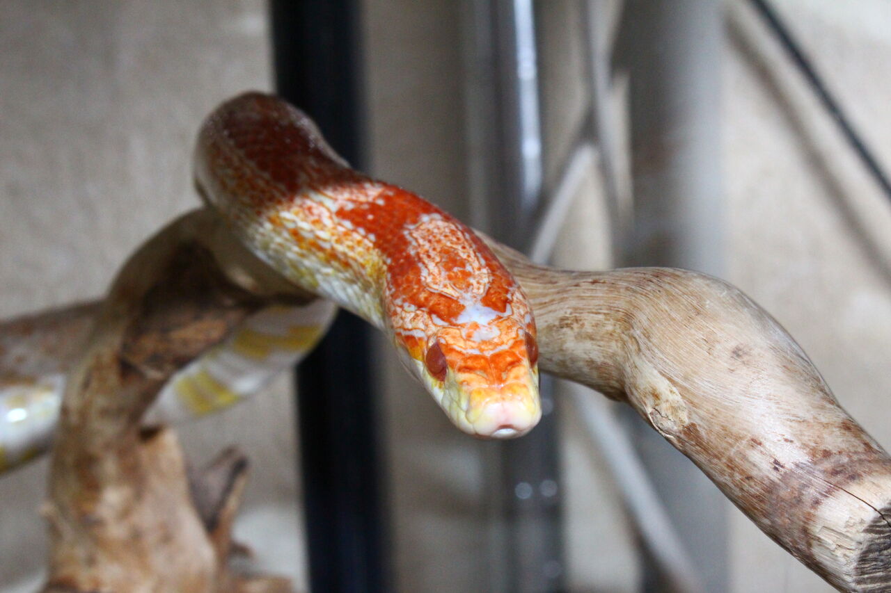 新しくアルビノモトレーを迎えました！ : てきとう自然観察記録