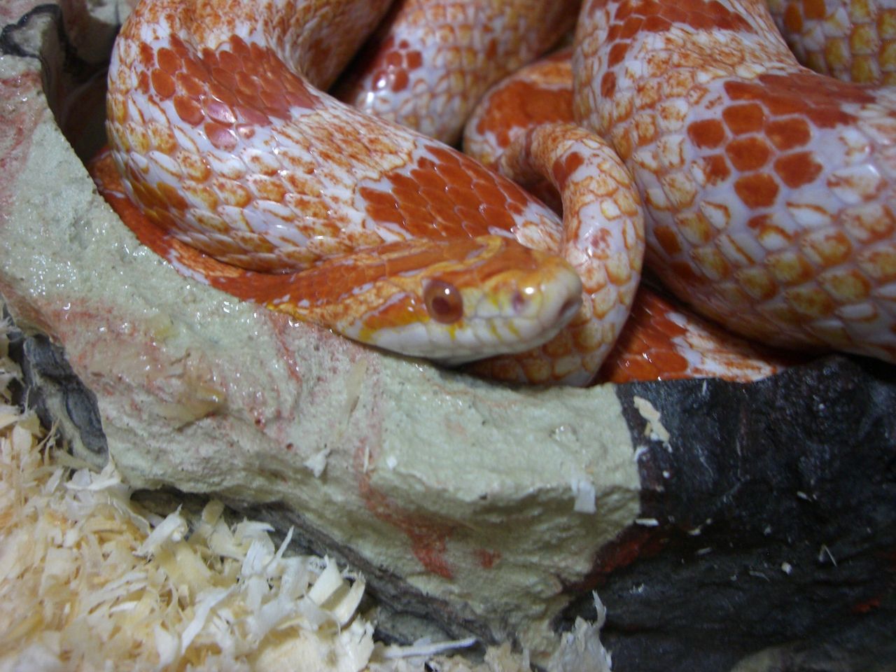 新品　コーンスネーク コーンスネークの紹介 : てきとう自然観察記録
