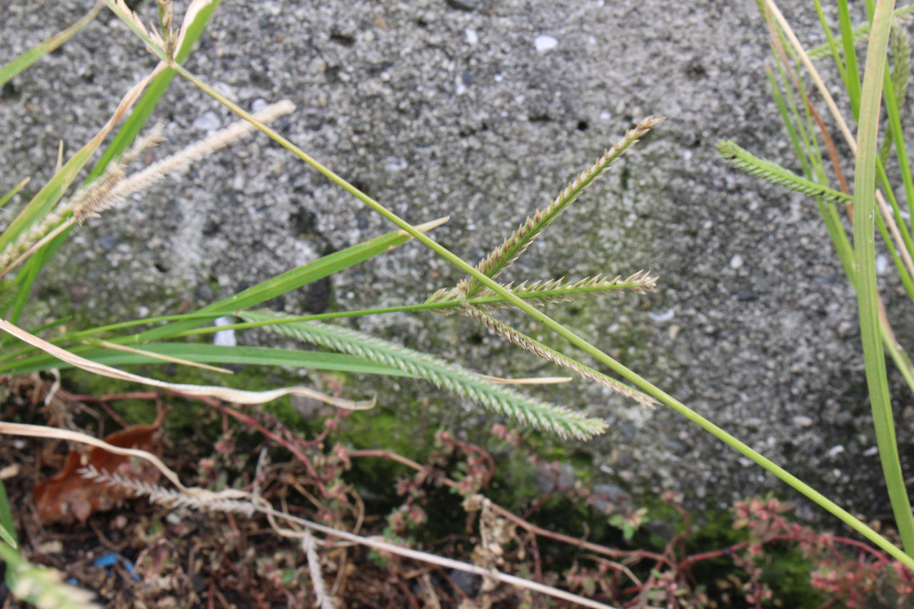 秋の都会の雑草を探してみました続き てきとう自然観察記録 秋の都会の雑草を探してみました続き てきとう自然観察記録