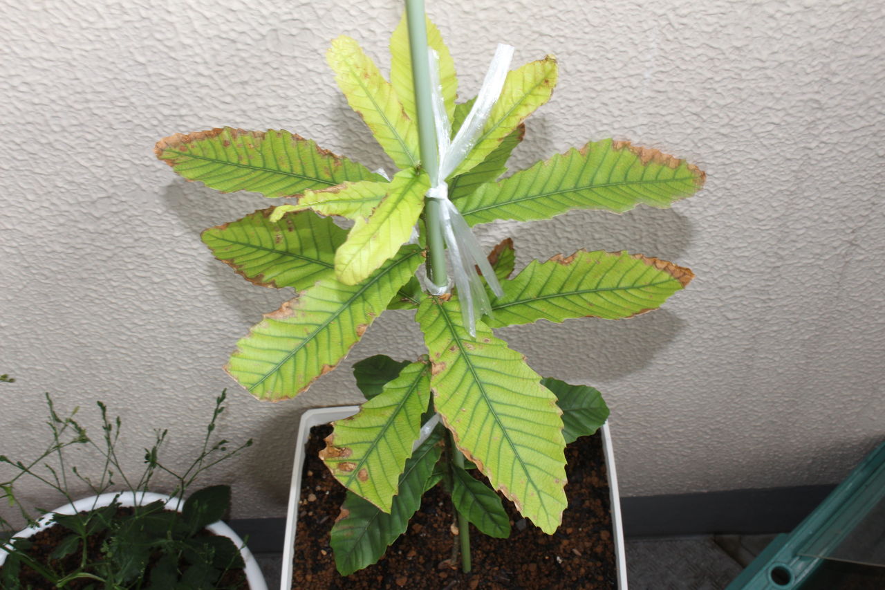 クヌギ不調 でも新芽の展開は順調 てきとう自然観察記録 クヌギ不調 でも新芽の展開は順調 てきとう自然観察記録