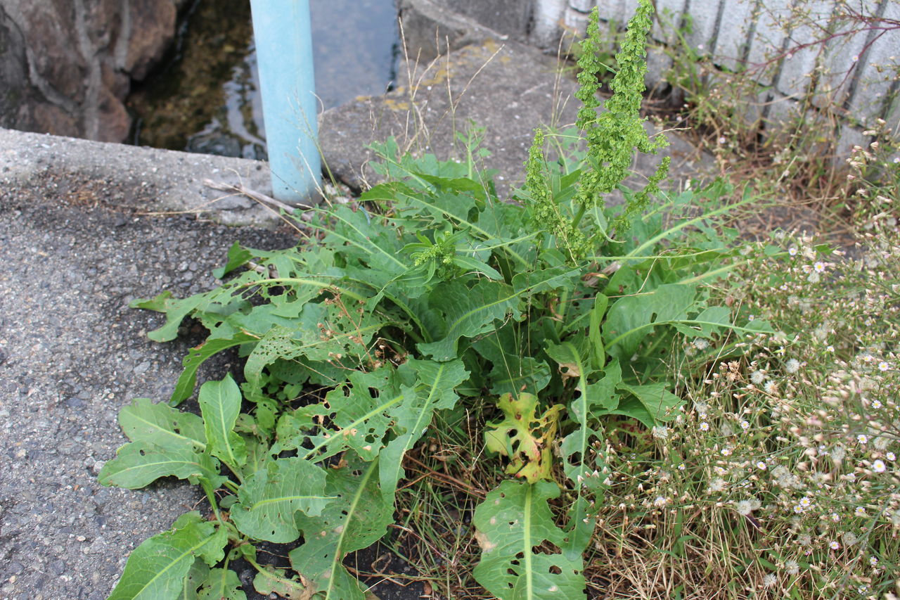 秋の都会の雑草を探してみました てきとう自然観察記録