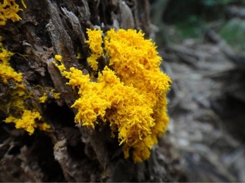 粘菌という生き物は知っていますか てきとう自然観察記録