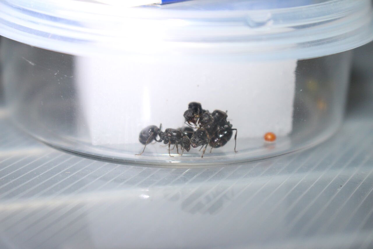 レア クロナガアリ コロニー 女王 働蟻 昆虫 飼育 アリ 観察 種