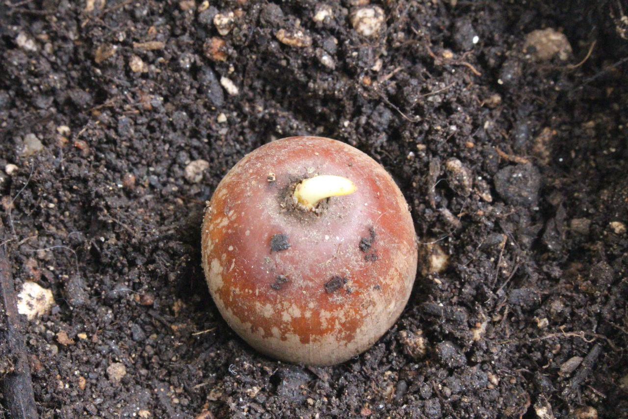 やっとこさクヌギさんが発芽したべよ てきとう自然観察記録