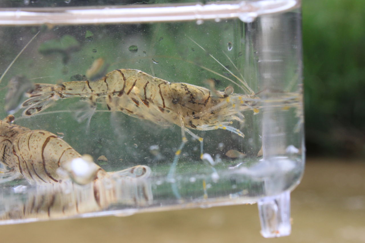 夏の川 ガサガサで生き物調査 てきとう自然観察記録