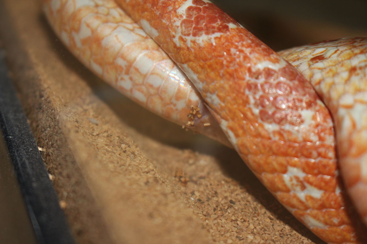 コーンスネークの交尾 : てきとう自然観察記録