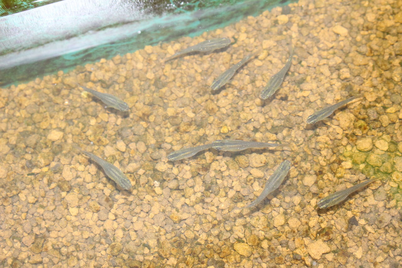 オロチメダカ稚魚100匹 オロチメダカは稚魚から黒い : てきとう自然観察記録