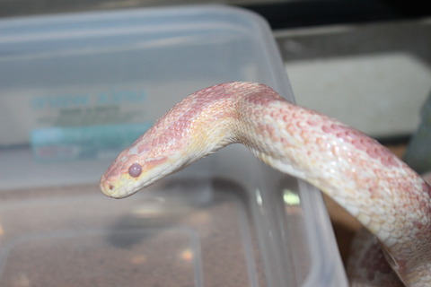 新しくアルビノモトレーを迎えました！ : てきとう自然観察記録