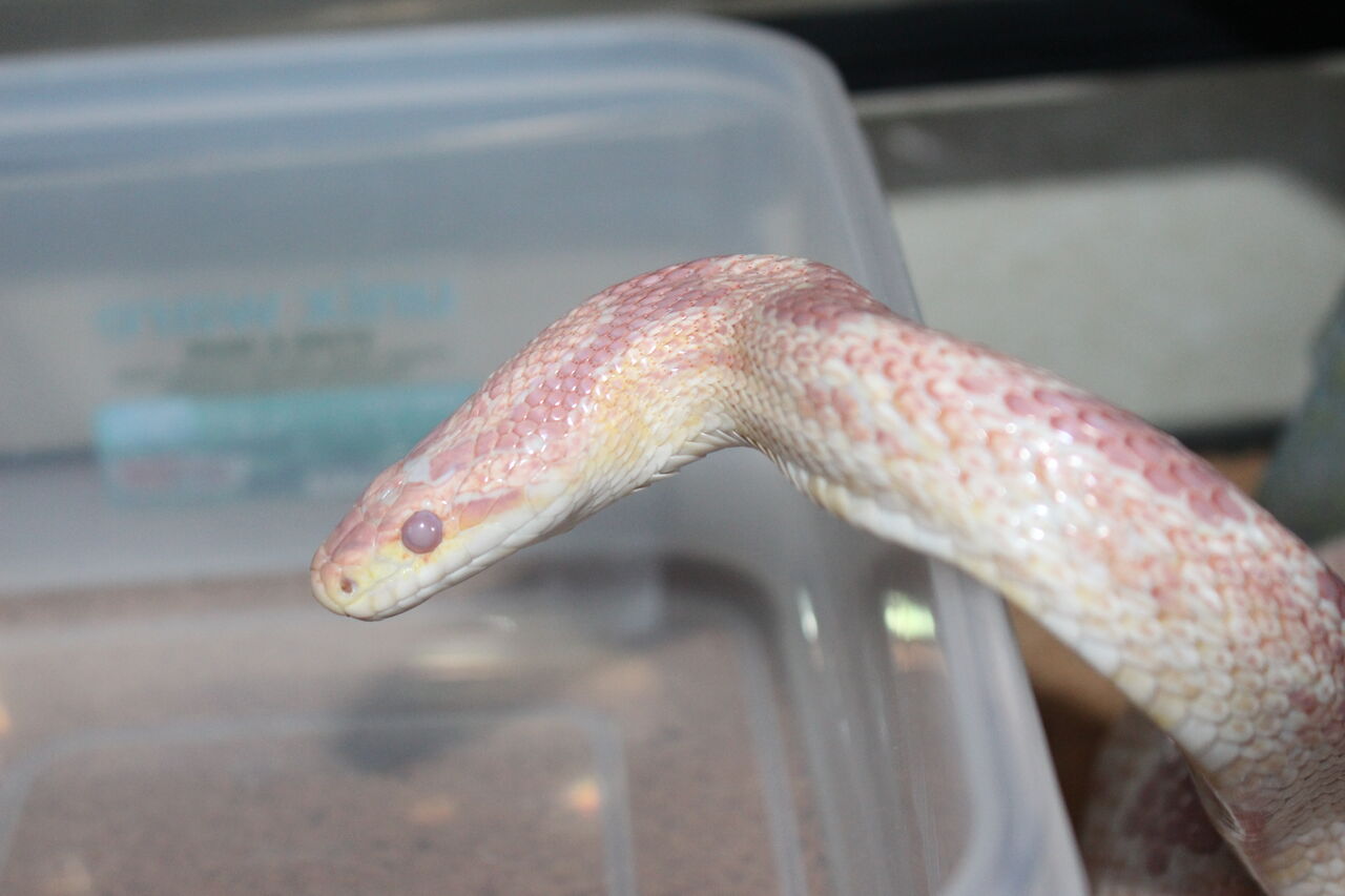 新しくアルビノモトレーを迎えました！ : てきとう自然観察記録