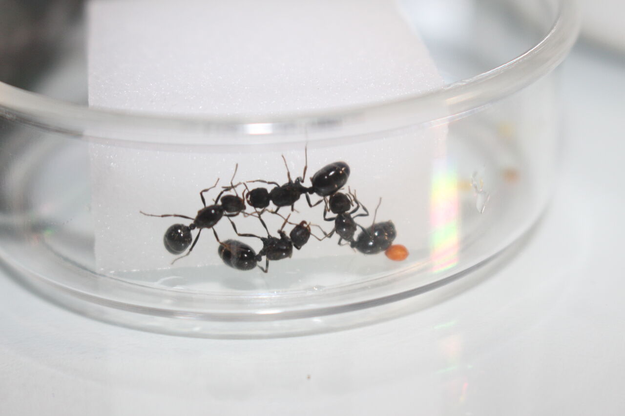 レア クロナガアリ コロニー 女王 働蟻 昆虫 飼育 アリ 観察 種