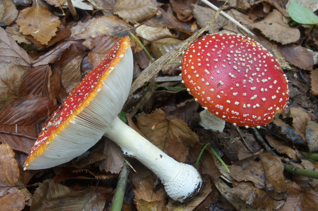 毒キノコで打線組んだwwwww きうり畑 なんj