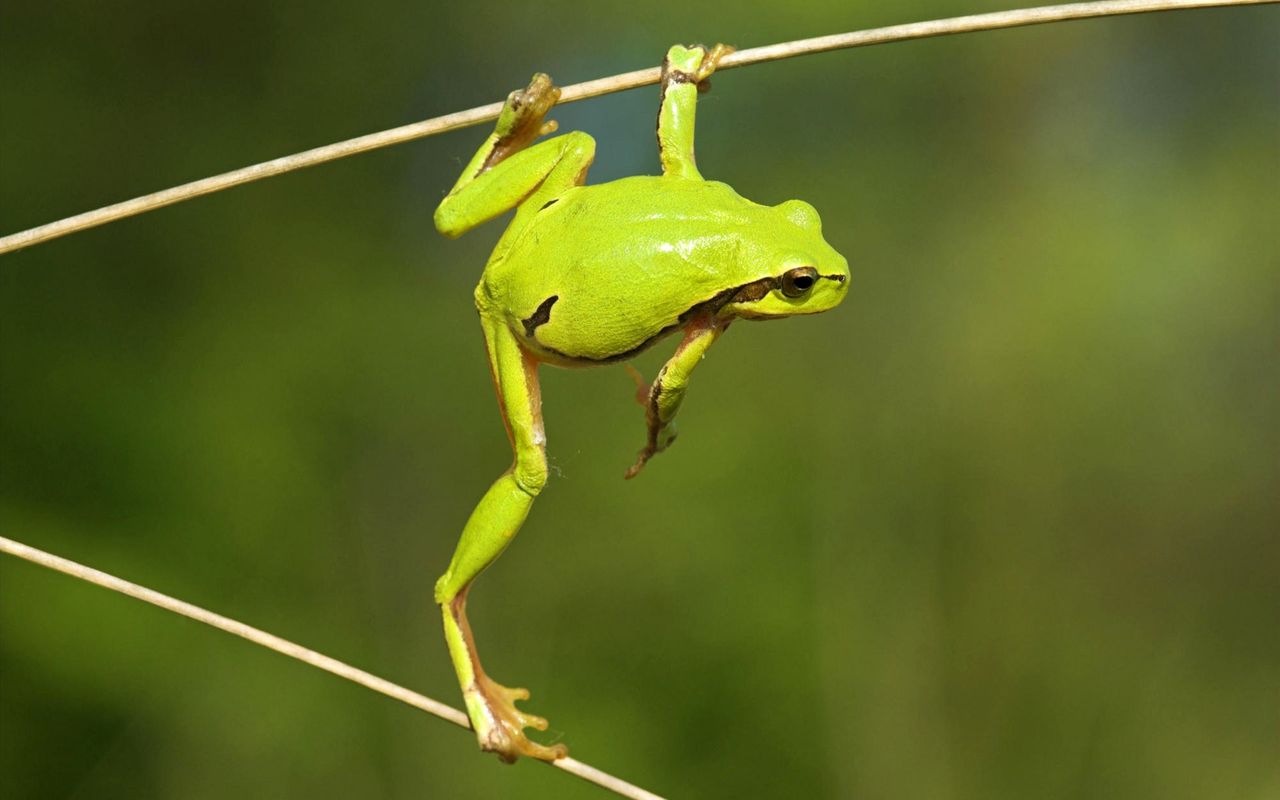 閲覧注意 カエルとかいうくっそ可愛い生物 きうり畑 なんj 閲覧注意 カエルとかいうくっそ可愛い生物 きうり畑 なんj