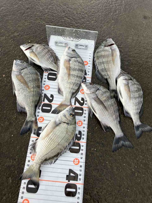 釣り人達(相模川) Seiji Kato targets bass from a site at the old Yoshino River