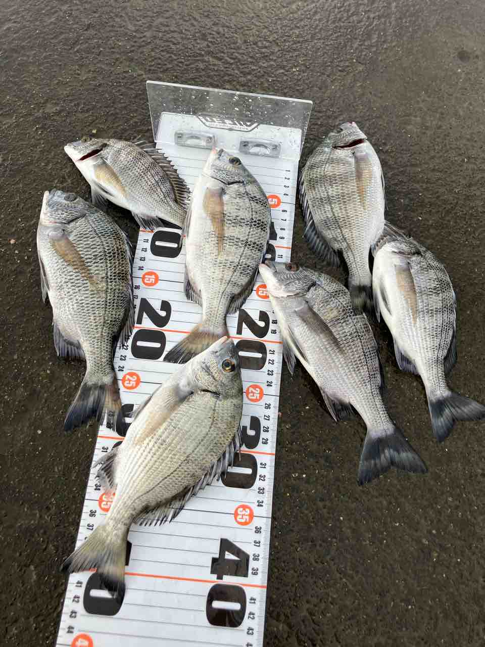 釣り人達(相模川) 釣り人達(相模川) 相模川の釣果・釣り場情報【2025年最新