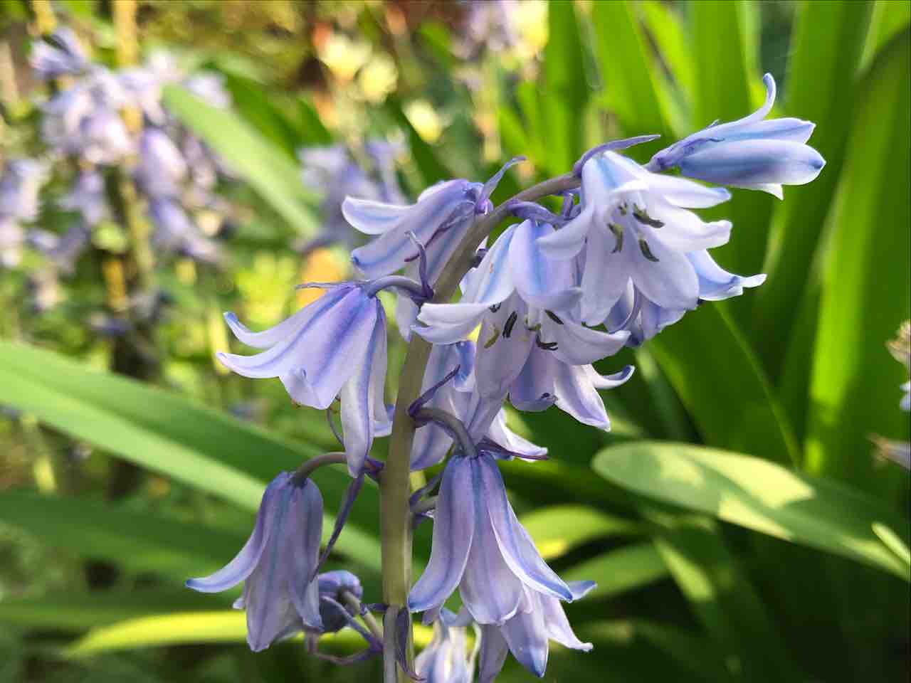 シラー 釣鐘水仙 キウイジャム