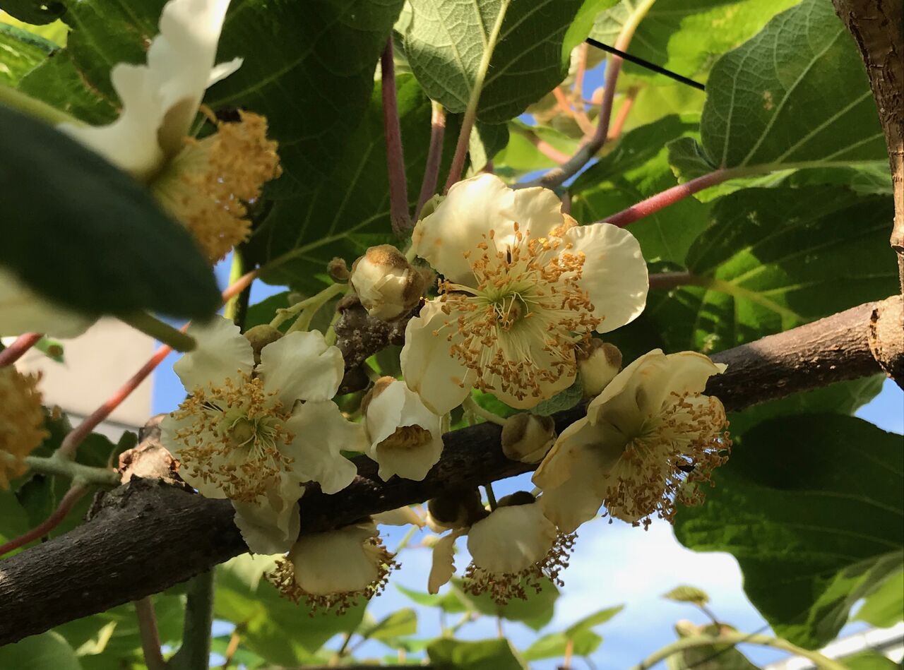 キウイフルーツの花 キウイジャム