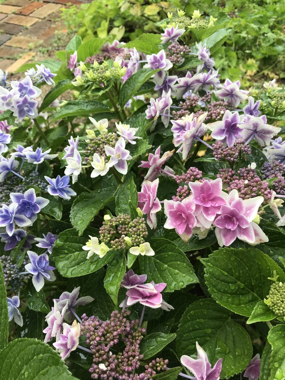 18年06月06日 キウイジャム