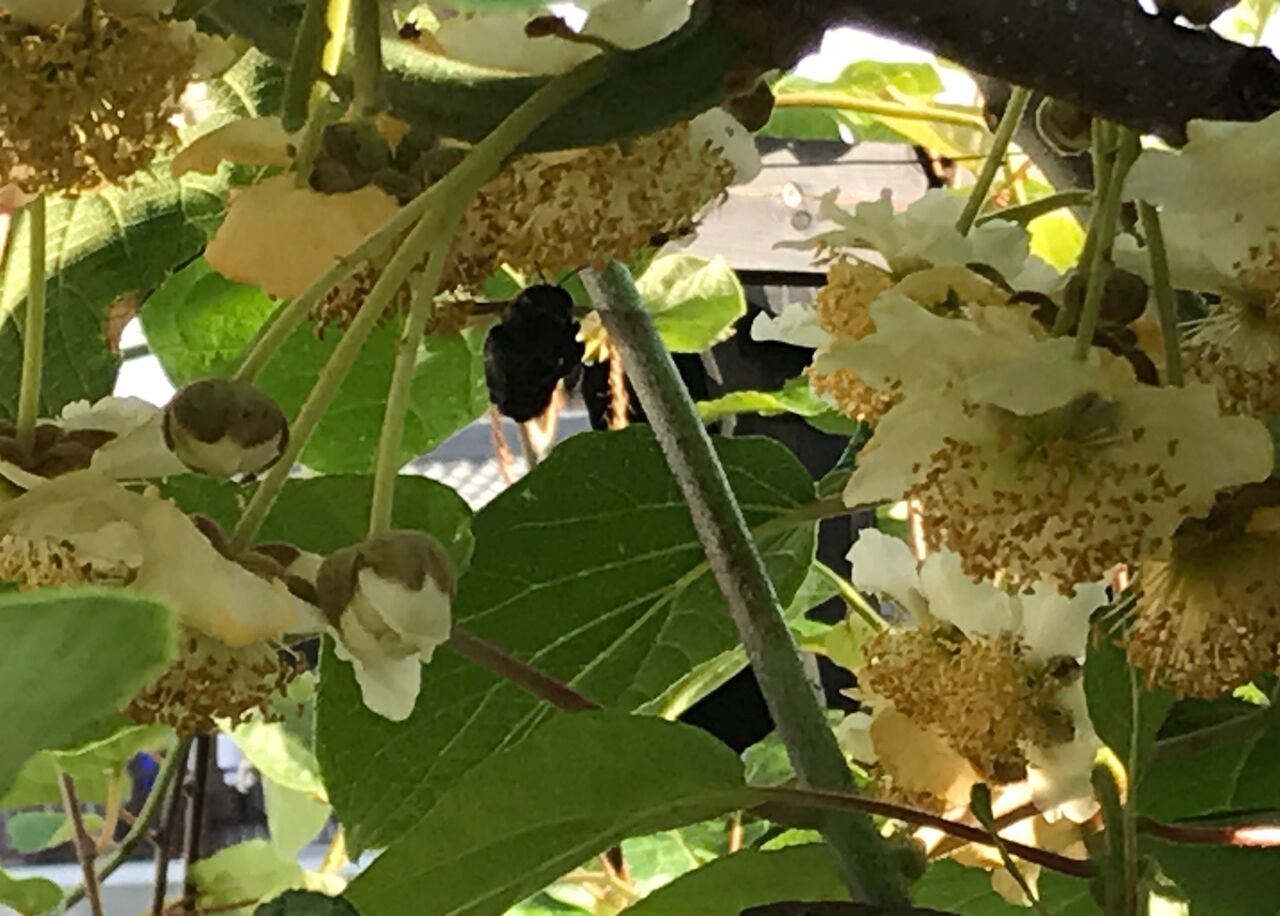 キウイフルーツの花 キウイジャム