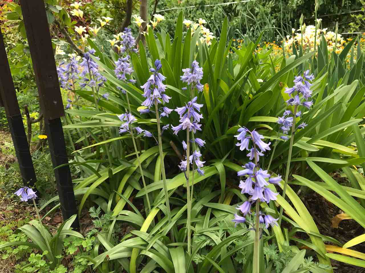 シラー 釣鐘水仙 キウイジャム