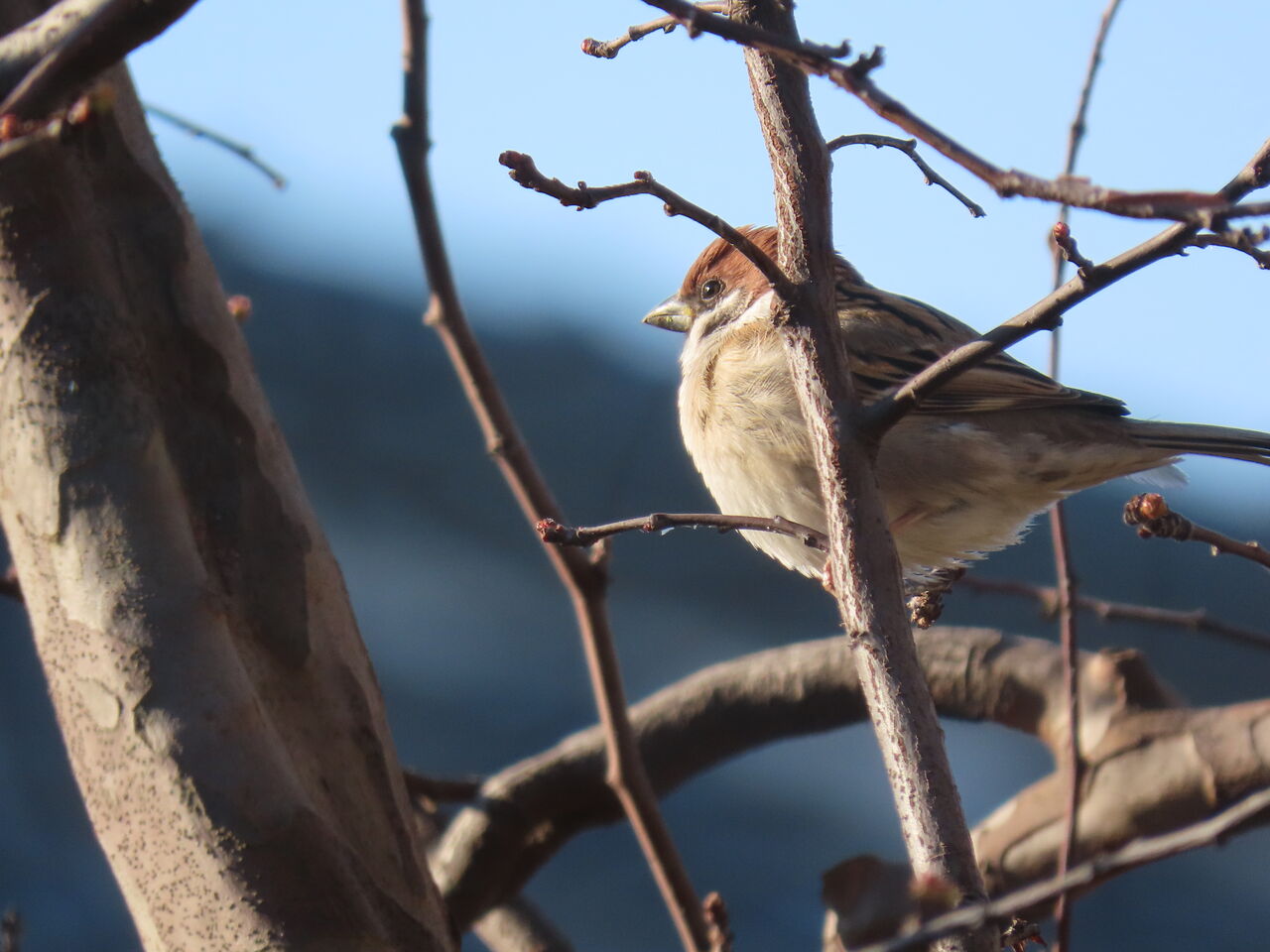 今日の庭の野鳥 キウイジャム