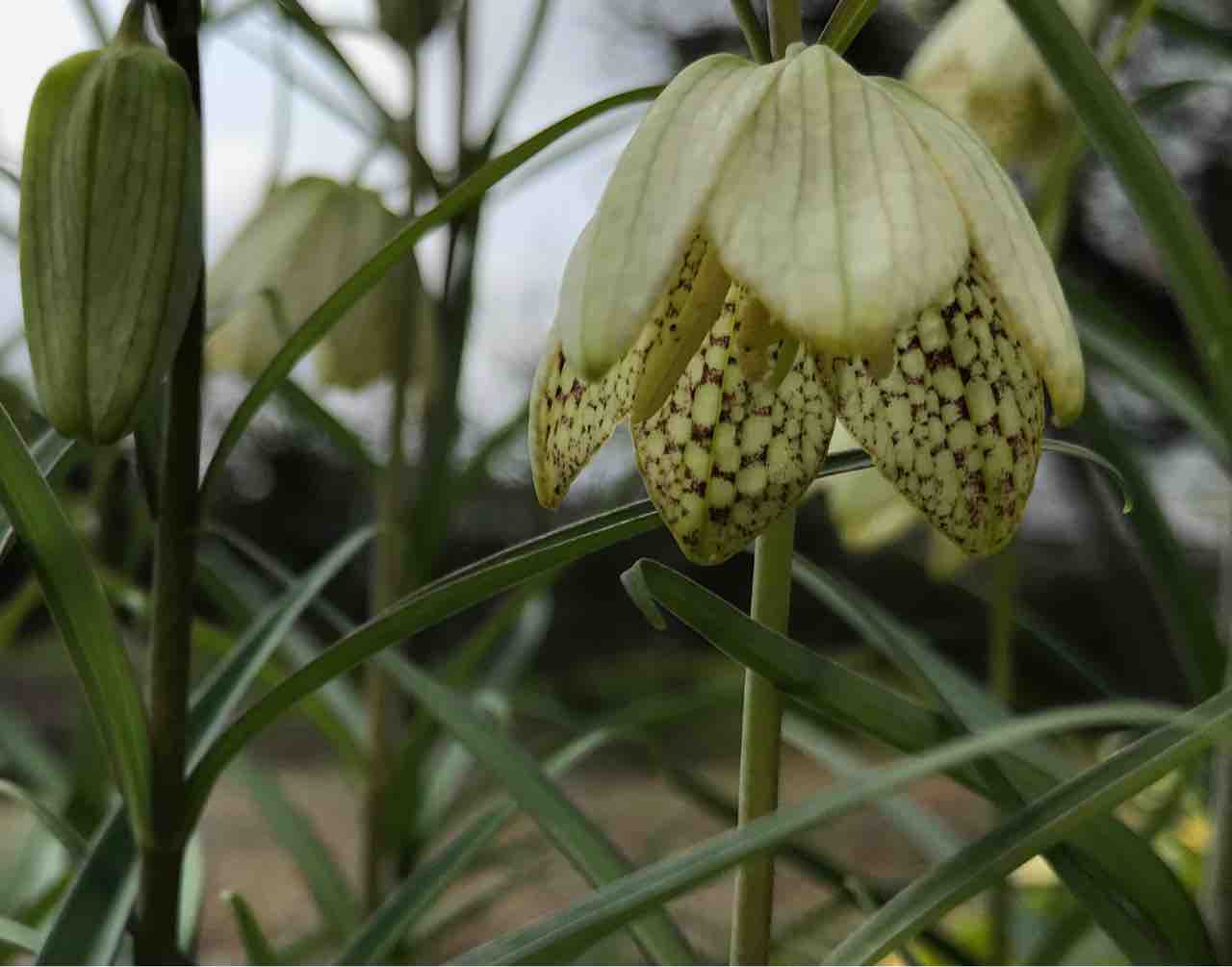 貝母 バイモ の花 キウイジャム