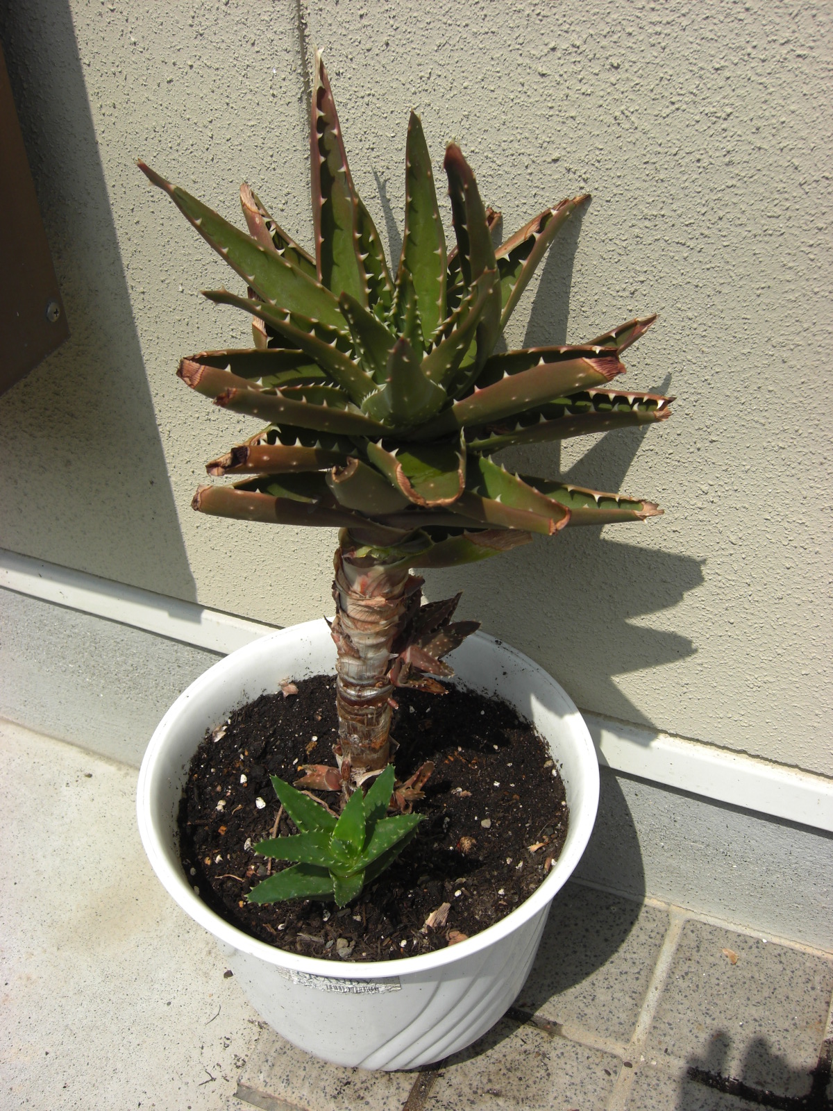 アロエの花の茎の行く末 ぼくキウイ