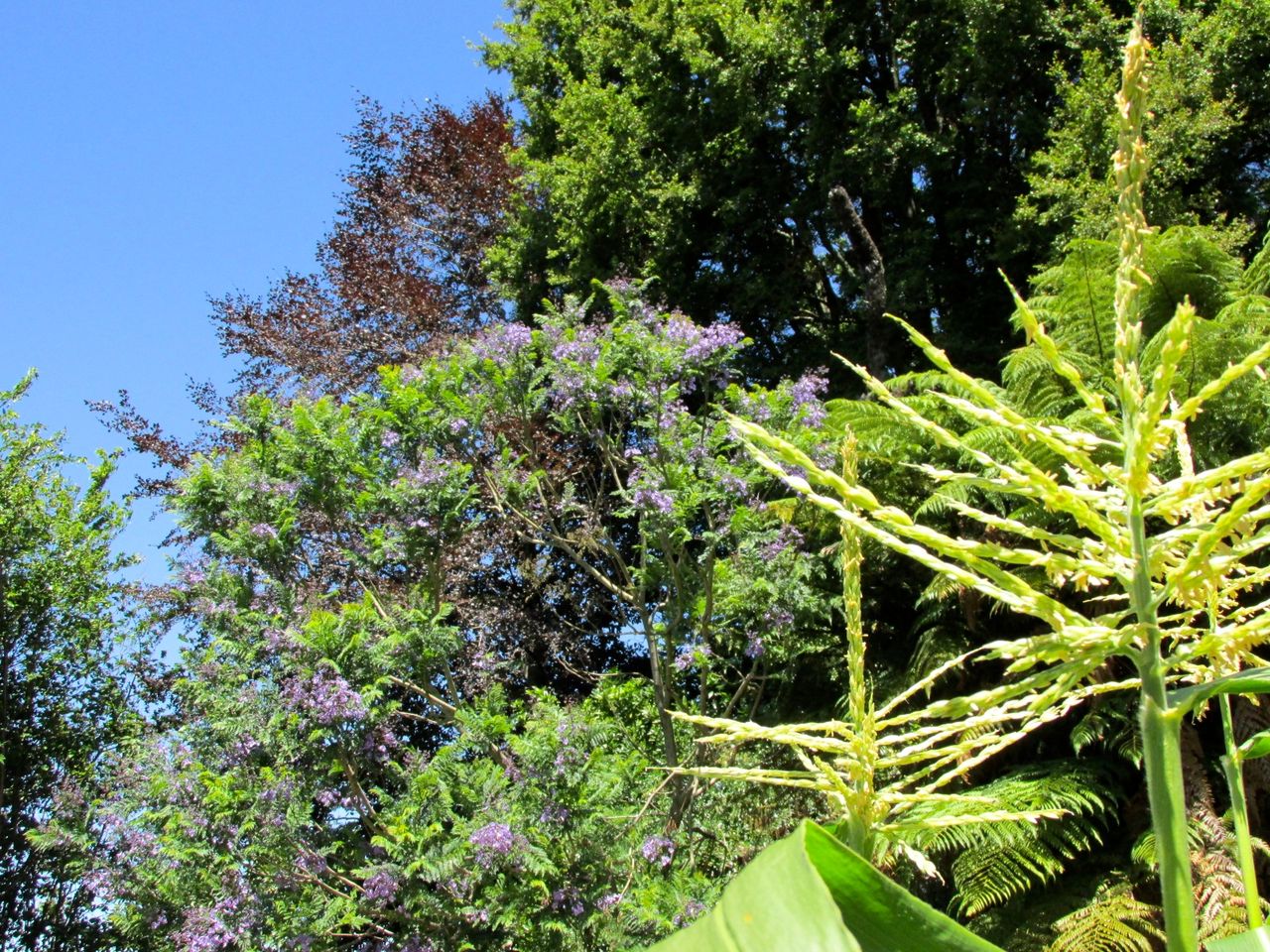 ジャカランダの咲く家 Nzつづら記 ロトルア湖の風に吹かれて ジャカランダの咲く家 Nzつづら記 ロトルア湖の風に吹かれて