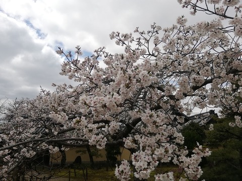 IMG_20200329_123724[1]