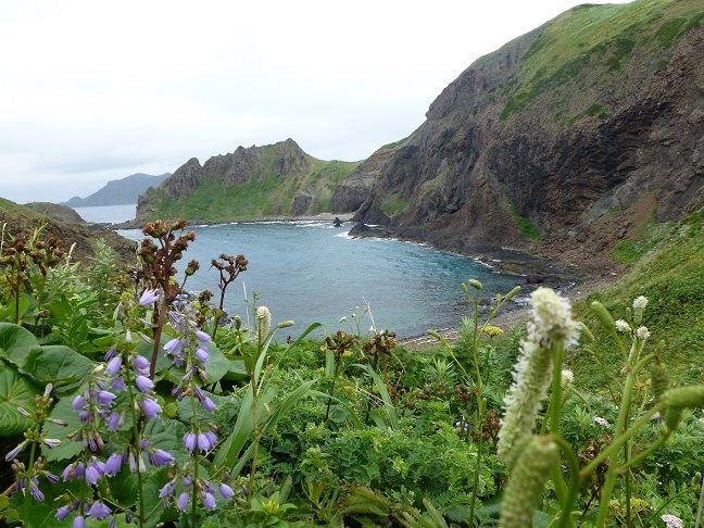 北海道 花の浮島 礼文島 ダイジェスト版 トラベルラウンジ 旅とグルメ