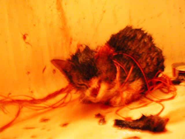 Pixivで腐女子にテロしかけようずwwwwwwwwww ひかり速報 Pixivで腐女子にテロしかけようずwwwwwwwwww ひかり速報