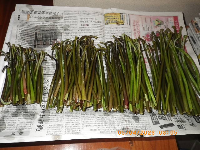 朝飯前の一仕事 : kiyo19461218のblog