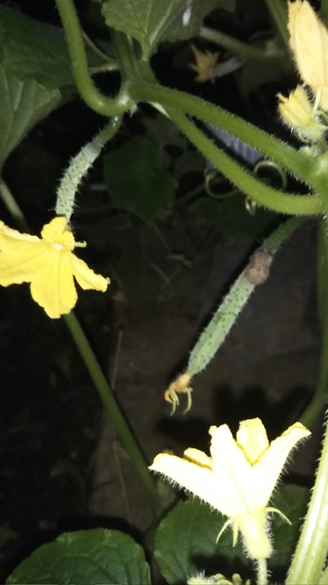 きゅうりの花言葉 洒落 ママンの畑