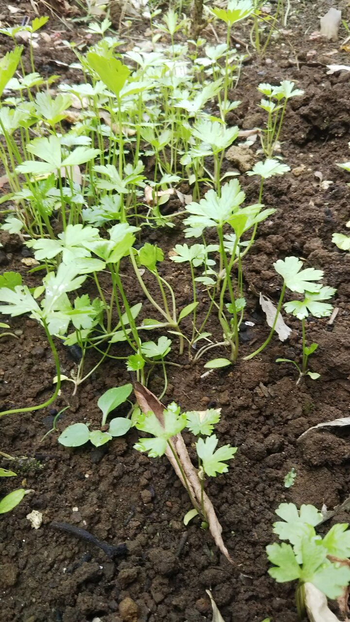 感謝 ママンの畑