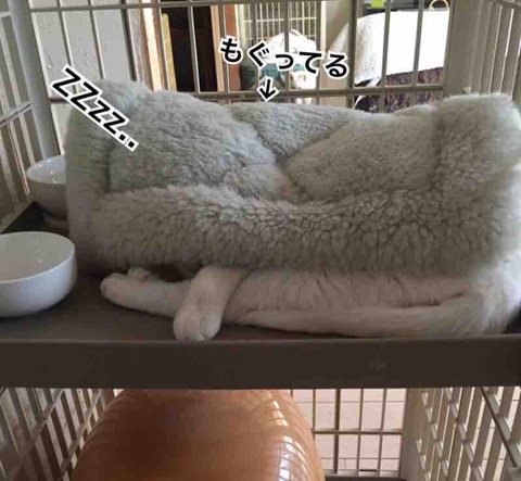 FullSizeRender