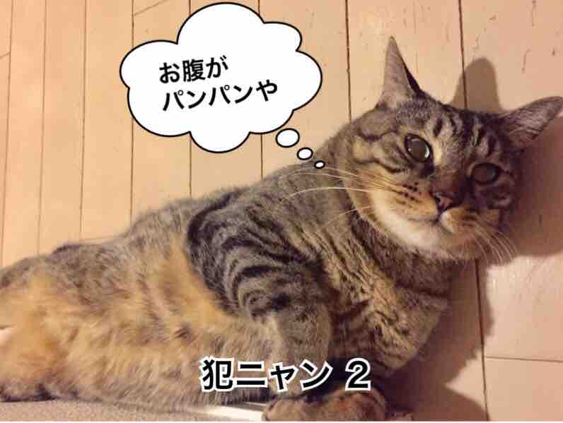 お腹パンパンや 清春の幸せ探し お腹パンパンや 清春の幸せ探し