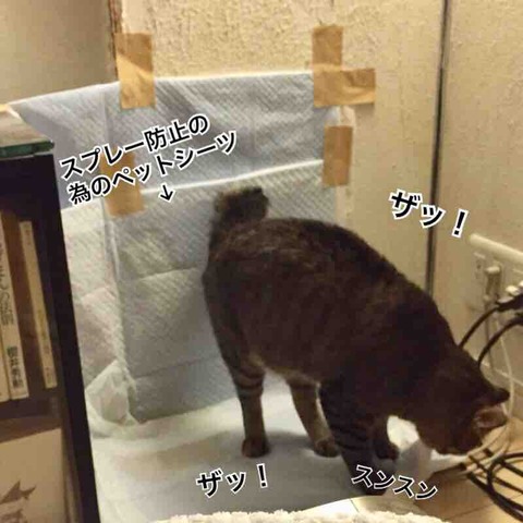 FullSizeRender