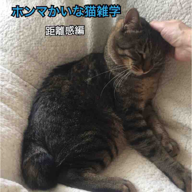 ホンマかいな猫雑学 距離感編 その１ : 清春の幸せ探し