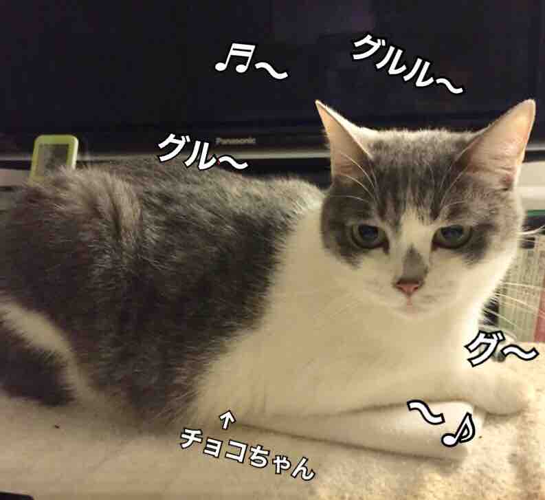 言う 猫 グルグル