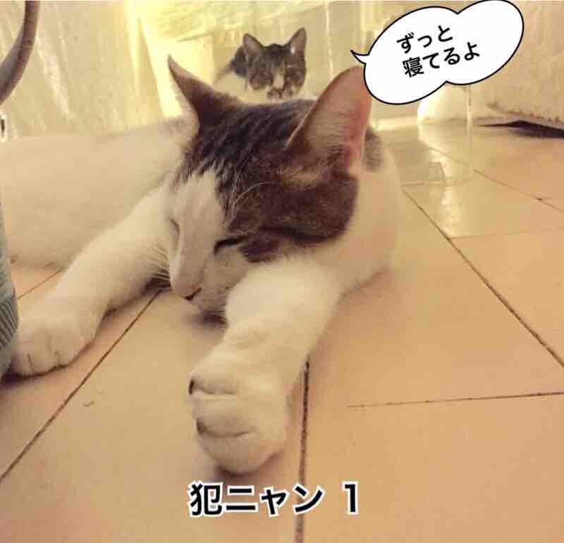 お腹パンパンや 清春の幸せ探し お腹パンパンや 清春の幸せ探し