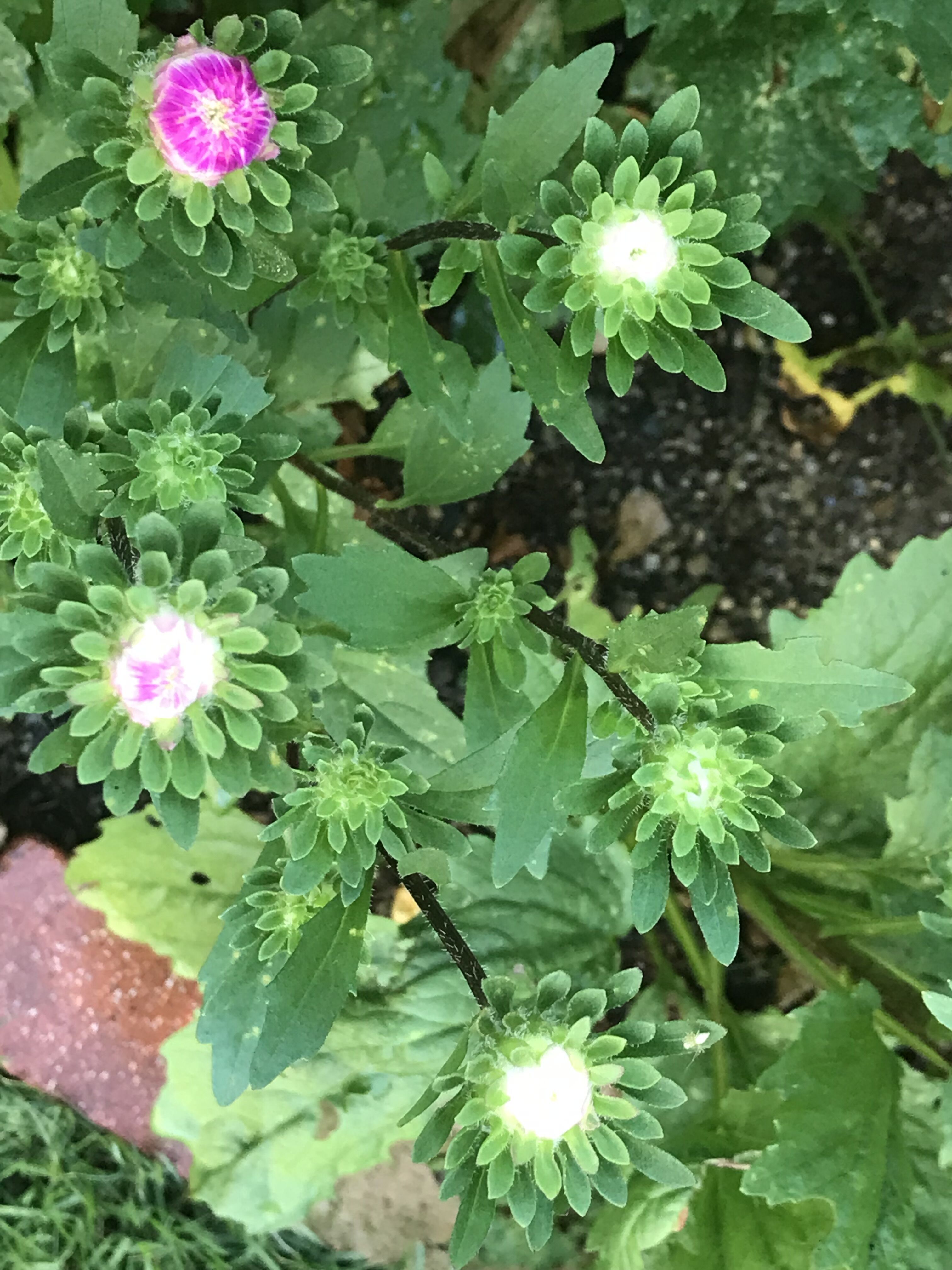 香るルブラン キンカンの花 アスター蕾ふくらむ きよひめの気ままにロザリアン 香るルブラン キンカンの花 アスター蕾ふくらむ きよひめの気ままにロザリアン