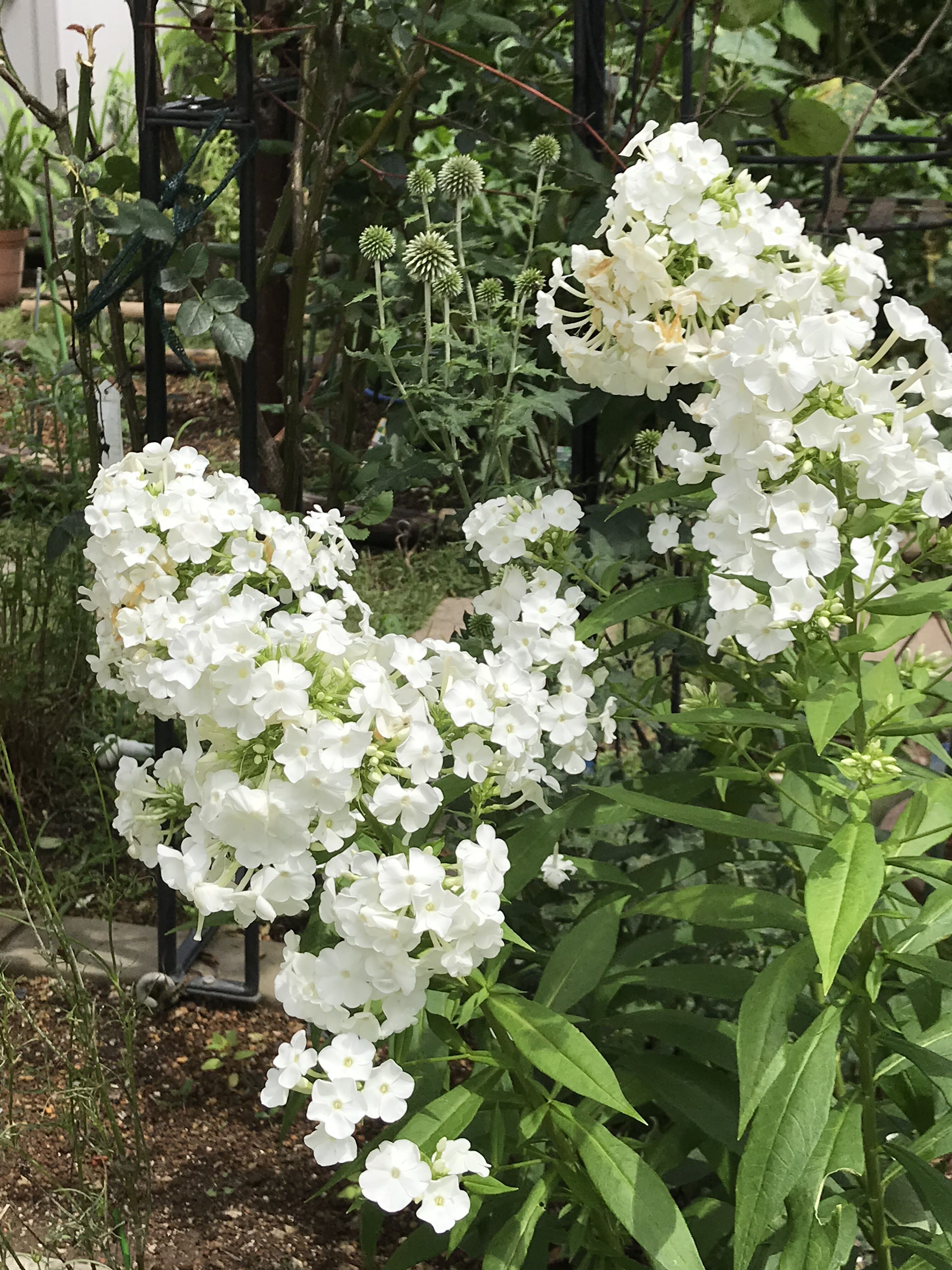 長雨の後に咲くバラ 宿根フロックス エキノプス きよひめの気ままにロザリアン